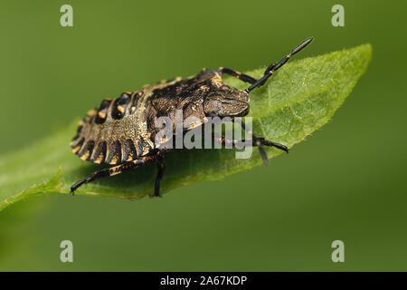 Forest Shieldbug dernier stade nymphe (Pentatoma rufipes) perché sur la feuille. Tipperary, Irlande Banque D'Images