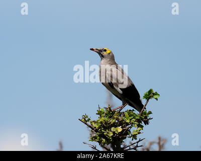 Réorganisation de Starling, Creatophora cinerea, seul oiseau sur la branche, au Kenya, septembre 2019 Banque D'Images