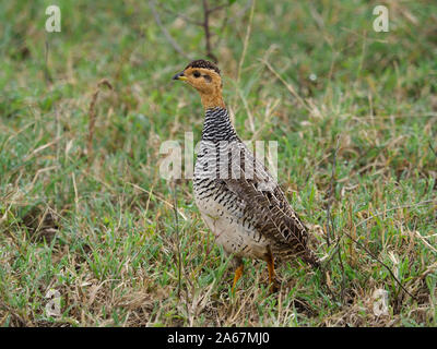 À cou jaune Pternistis leucoscepus, francolin à bec rouge, seul oiseau sur l'herbe, Kenya, septembre 2019 Banque D'Images