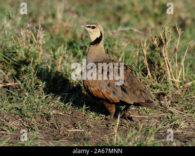 À cou jaune Pternistis leucoscepus, francolin à bec rouge, seul oiseau sur l'herbe, Kenya, septembre 2019 Banque D'Images