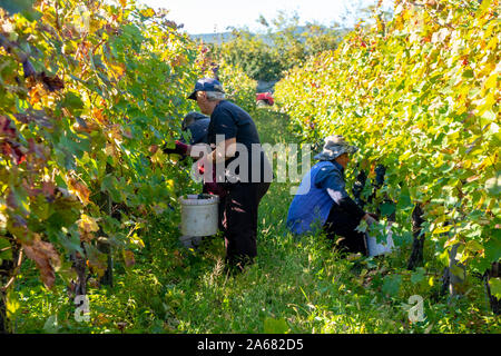 La Géorgie, Telavi - 07.10.2019 : Vignes de vin de la région de Kakheti Géorgie Telavi, vignes, rtveli à Kakheti, Caucase. L'agriculture. Banque D'Images