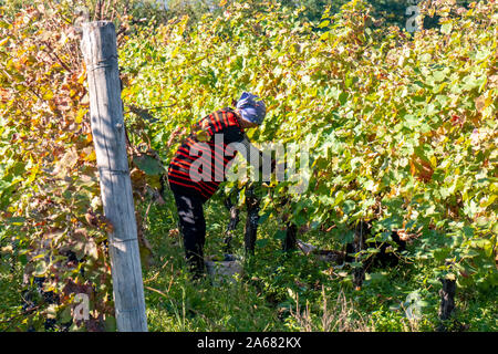 La Géorgie, Telavi - 07.10.2019 : Vignes de vin de la région de Kakheti Géorgie Telavi, vignes, rtveli à Kakheti, Caucase. L'agriculture. Banque D'Images