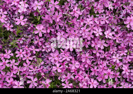 Aubrieta cultorum - petites fleurs rose ou violet Banque D'Images