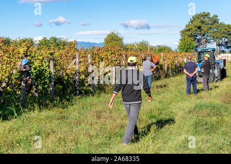 La Géorgie, Telavi - 07.10.2019 : Vignes de vin de la région de Kakheti Géorgie Telavi, vignes, rtveli à Kakheti, Caucase. L'agriculture. Banque D'Images