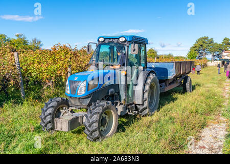 La Géorgie, Telavi - 07.10.2019 : Vignes de vin de la région de Kakheti Géorgie Telavi, vignes, rtveli à Kakheti, Caucase. L'agriculture. Banque D'Images