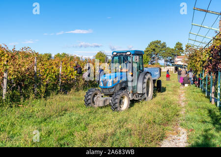 La Géorgie, Telavi - 07.10.2019 : Vignes de vin de la région de Kakheti Géorgie Telavi, vignes, rtveli à Kakheti, Caucase. L'agriculture. Banque D'Images