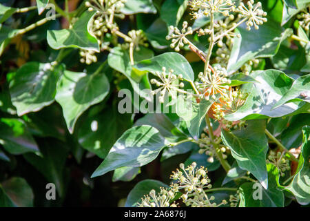 Vue d'un whiteworm rugueux, Smilax aspera, c'est une espèce du genre famille catbrier Banque D'Images