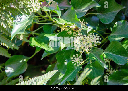 Vue d'une guêpe dans une whiteworm, Smilax aspera Banque D'Images