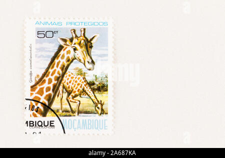 Girafe du nord sur le Mozambique 50 timbres-ct, publié en 1981. Scott #  731. Banque D'Images