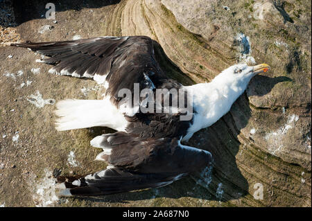 Grand Goéland à dos noir, Larus marinus, couché mort sur des rochers de grès, Little Eye Island, West Kirby, Wirral, Îles britanniques, Royaume-Uni Banque D'Images