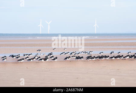 Eurasian oystercatcher, Haematopus ostralegus, le repos à marée basse avec les éoliennes en mer, West Kirby, Wirral, Îles britanniques Banque D'Images