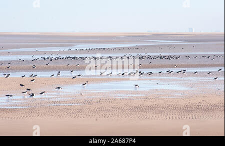 Oystercartchers eurasiens, Haematopus ostralegus, roosting à marée basse sur la plage West Kirby, estuaire de Dee, Royaume-Uni Banque D'Images