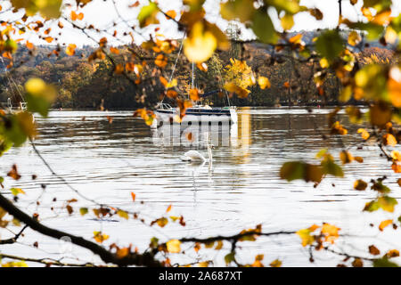 Une famille swan nage devant un yacht comme sa saisie grâce à l'activation des feuilles sur le lac Windermere. Banque D'Images