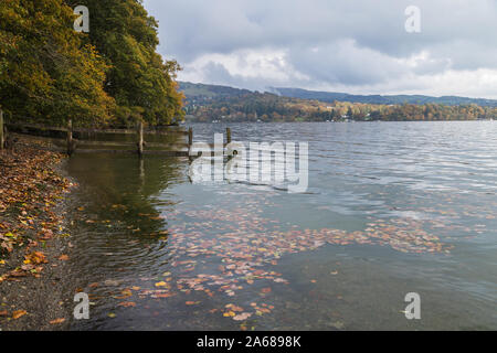 Les ondulations et les vagues sur le lac Windermere ramassez les feuilles orange et brun tombés sur le rivage en octobre 2019. Banque D'Images