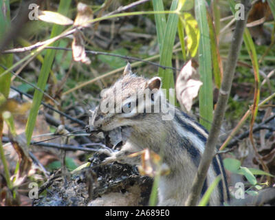 Le tamia de Sibérie et de manger certains aliments communs chipmunk Banque D'Images