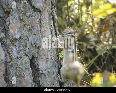 Le tamia de Sibérie ou manger certains aliments communs chipmunk on tree Banque D'Images
