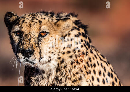 La célèbre guépard de la Namibie, l'Afrique Banque D'Images