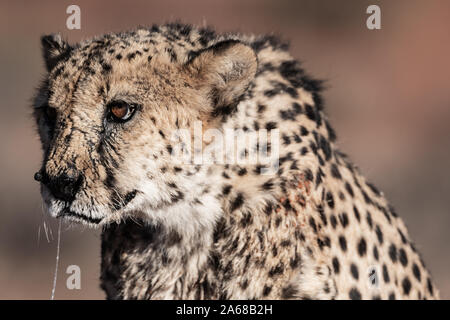 La célèbre guépard de la Namibie, l'Afrique Banque D'Images