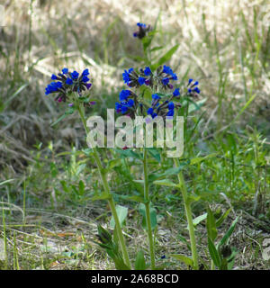 Symphytum officinale ou consoude commun dans la forêt de fleurs Banque D'Images