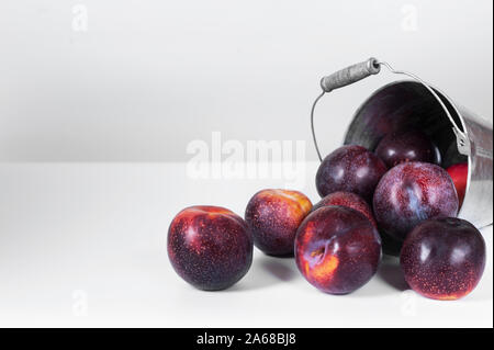 Violet mûres prunes diffusés par le petit seau décoratif sur le fond blanc.Close up avec focus sélectif. Avec copie espace horizontal. Banque D'Images