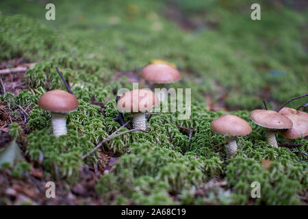 Des champignons dans la forêt d'automne de plus en plus gros plan moss avec arrière-plan flou Banque D'Images