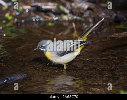 Bergeronnette des ruisseaux (Motacilla cinerea) se nourrissant dans un ruisseau, Peak District en Angleterre. Banque D'Images