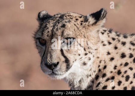 La célèbre guépard de la Namibie, l'Afrique Banque D'Images