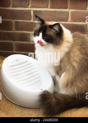 Un chat Ragdoll femelle la dégustation de l'eau purifiée quand boire d'une fontaine pour animaux de compagnie à l'intérieur Banque D'Images