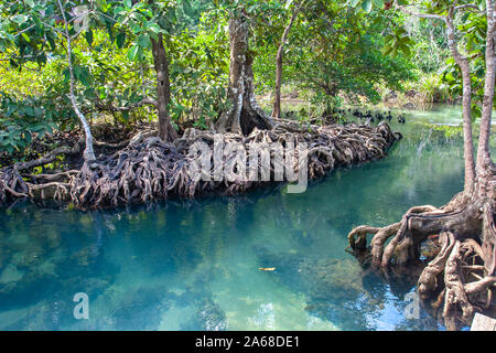 Racines entrelacées magnifiquement de mangroves en laissant dans l'eau turquoise. Les mangroves sur les rives de la rivière par temps ensoleillé. Banque D'Images