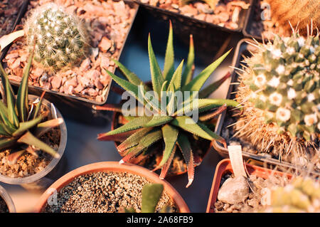 Les succulentes,echeveria kalanchoe succulentes plantes d'Aloès est ostifolia.plante herbacée succulente,espèces du genre de l'Aloe Asphodelaceae Banque D'Images