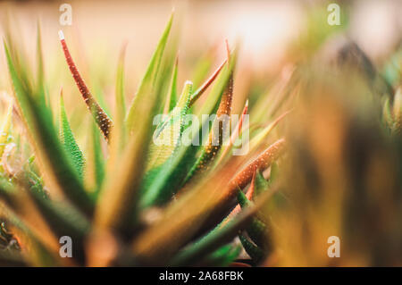 Les succulentes,echeveria kalanchoe succulentes plantes d'Aloès est ostifolia.plante herbacée succulente,espèces du genre de l'Aloe Asphodelaceae Banque D'Images