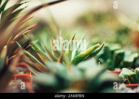 Les succulentes,echeveria kalanchoe succulentes plantes d'Aloès est ostifolia.plante herbacée succulente,espèces du genre de l'Aloe Asphodelaceae Banque D'Images