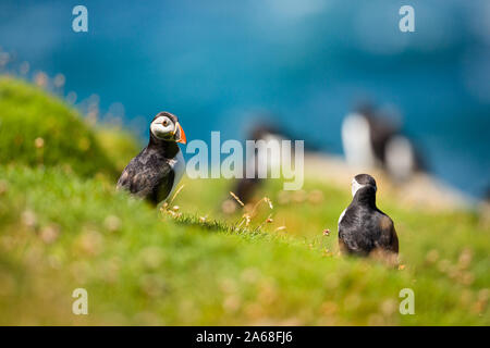 Deux macareux se tenir à l'écart de la colonie de Petits Pingouins sur la côte ouest de l'île de Lundy Banque D'Images