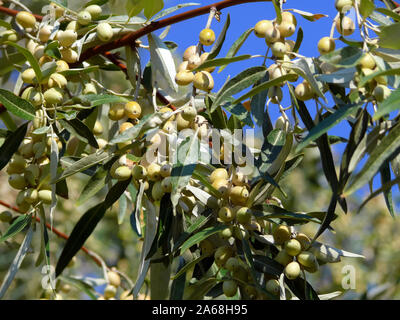 L'olivier de Russie, de l'argent berry, oleaster, Perse, olive d'oliviers sauvages, Schmalblättrige, Ölweide keskenylevelű ezüstfa, Elaeagnus angustifolia Banque D'Images