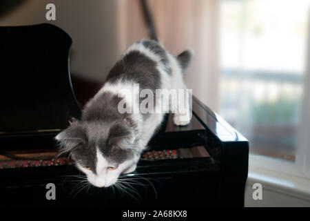 Chaton curieux prêt à sauter depuis le bord d'un Piano Banque D'Images