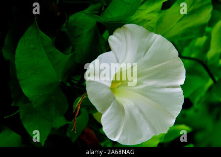 Une haie sauvage 'Calystegia sepium liseron des champs', la croissance d'une belle fleur blanche sur une vigne dans les régions rurales de la Colombie-Britannique, Canada. Banque D'Images