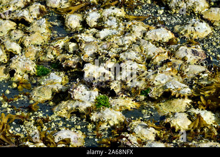 Un lit d'huîtres sauvages accroché à un rivage rocailleux, sur l'île de Vancouver, British Columbia Canada Banque D'Images