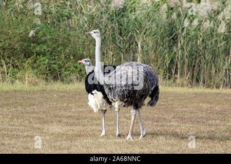 Un Ostrich somalien, homme et femme, Struthio molybdophane, au parc et zoo du comté de Cape May, New Jersey, États-Unis Banque D'Images