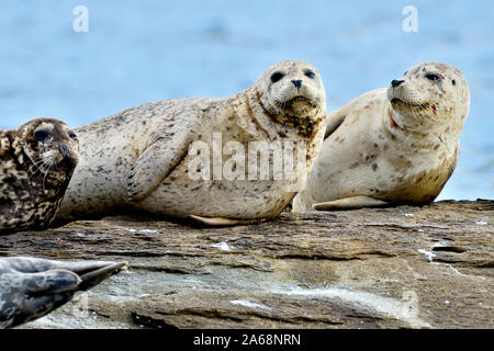 Un troupeau de phoques communs (Phoca vitulina) ; lay basking dans la chaude lumière du soleil sur une plage de l'île rocheuse près de l'île de Vancouver British Columbia Canada Banque D'Images