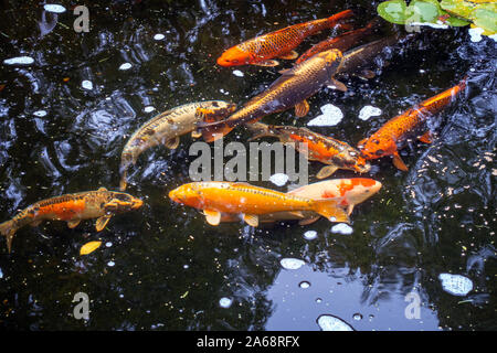 Gros plan de poissons nageant dans un grand étang de jardin avec de l'eau nénuphars Banque D'Images