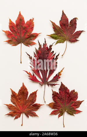 Vue de dessus les feuilles d'automne sur un fond de toile blanche Banque D'Images