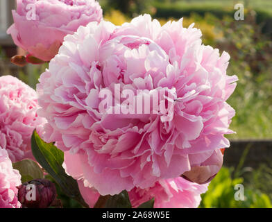 Pivoine (Paeonia) 'Sarah Bernhardt' in close up. Banque D'Images