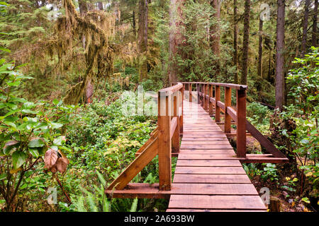 Les courbes d'une promenade c'est à travers la luxuriante forêt tropicale de 800 ans de Cathedral Grove sur l'île de Vancouver. Banque D'Images