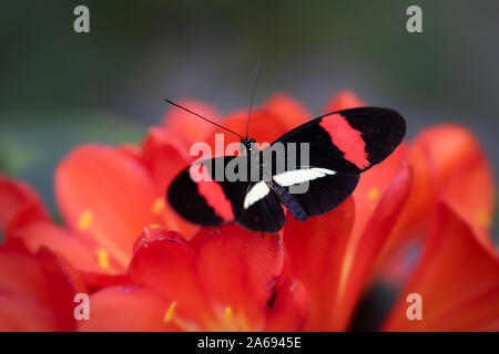 Close up de Postman papillon sur les fleurs rouges Banque D'Images