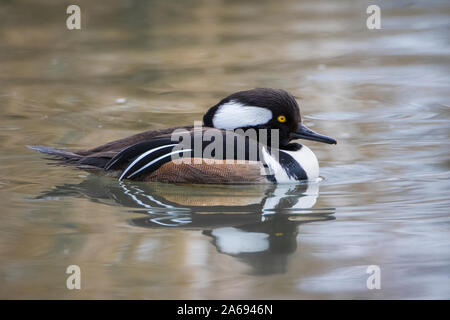 Close up of male Harle couronné et la réflexion dans l'eau Banque D'Images