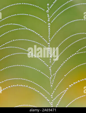 Spider web d'une fougère de perles Banque D'Images