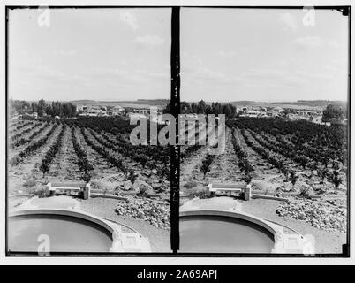 Les colonies sionistes sur Sharon. Borochov. Montrant culture orange. Banque D'Images