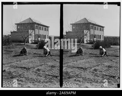 Les colonies sionistes sur Sharon. Borochov. Ferme des filles, les plantes en pot. Banque D'Images