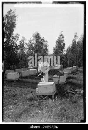 Les colonies sionistes sur Sharon. Borochov. Ferme des filles, la culture de l'abeille Banque D'Images