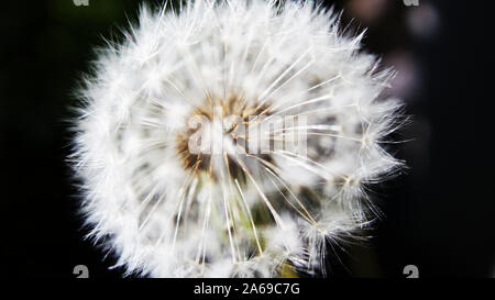 Le pissenlit est l'une des plus importantes sources de nectar au début du printemps pour un large éventail de pollinisateurs. Les pétales et les étamines séchées drop off, les bractées ref Banque D'Images